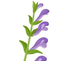 Baikal Skullcap Tincture Benefits: A Guide to Huang Qin