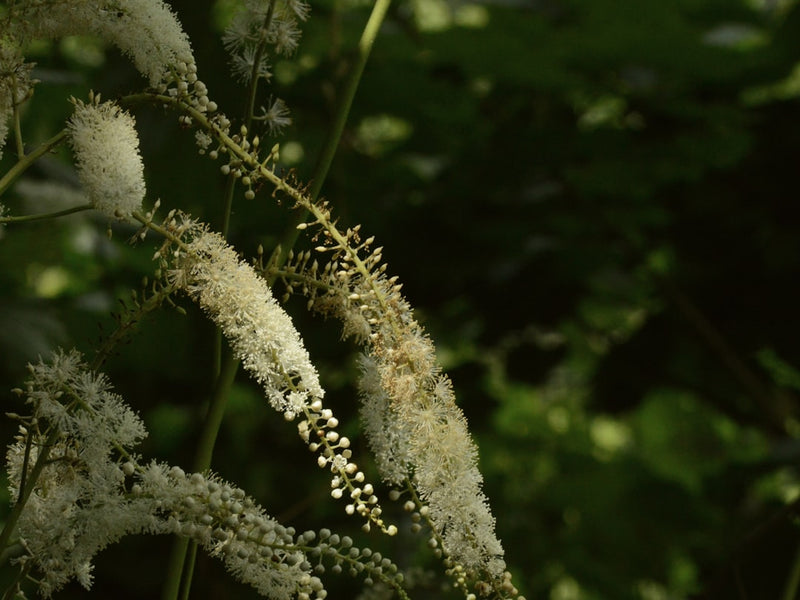 Black Cohosh Tincture for Menopause: What to Know