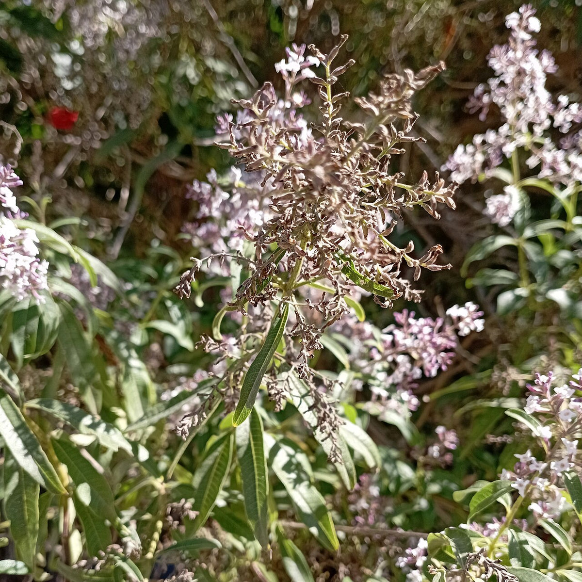 Lemon Verbena Tincture Benefits: A Bright Herb for Calm Digestion
