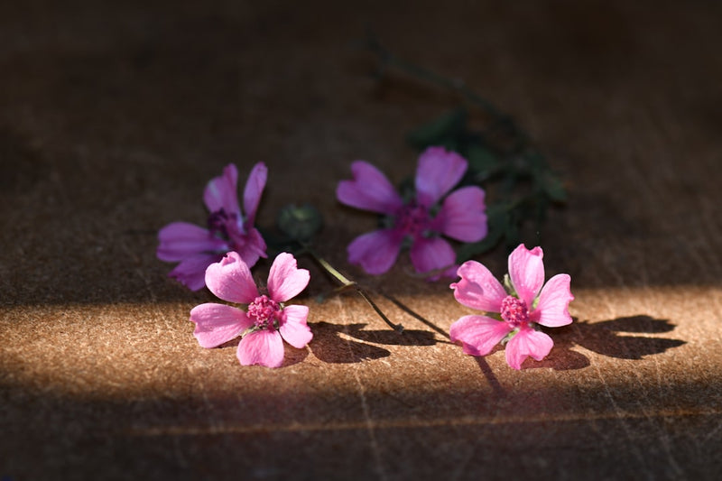 Marshmallow root tincture for gut health beside flowering Althaea officinalis plant