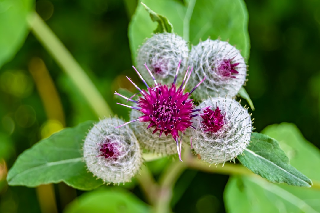 Burdock root tincture benefits explained, with Arctium lappa plant and root pictured