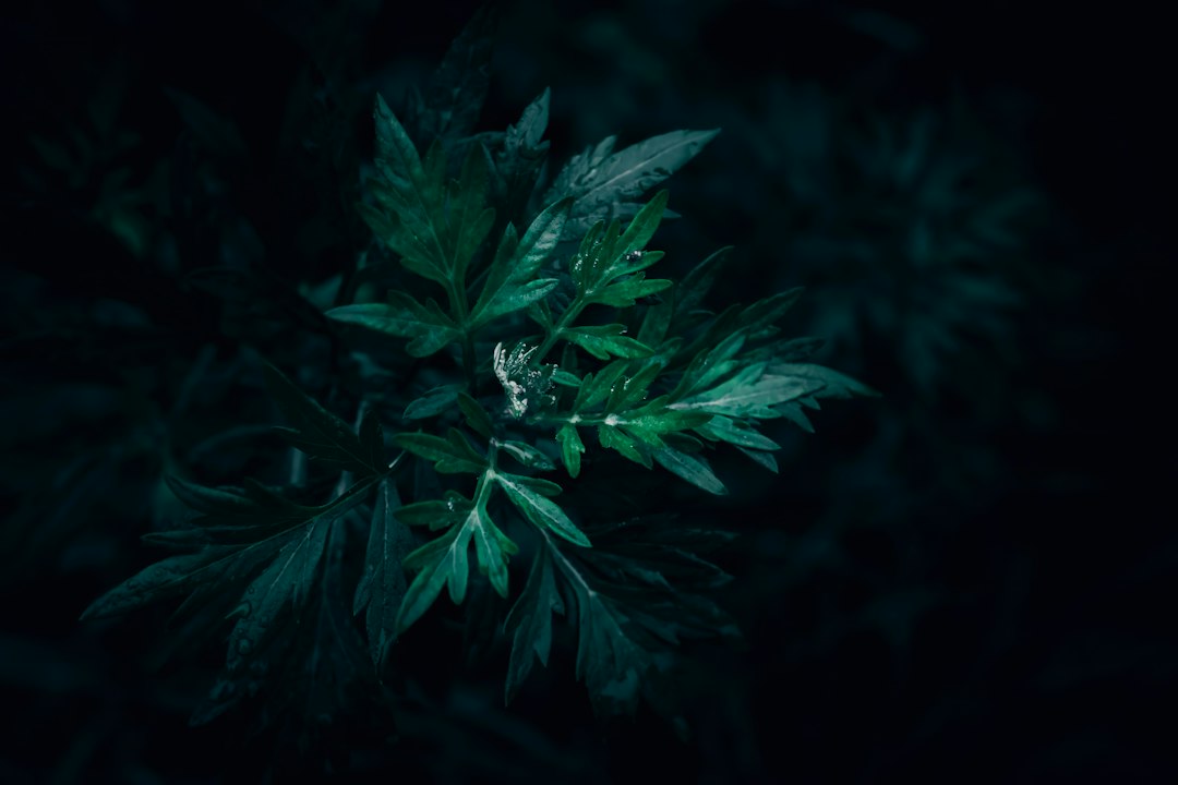 Mugwort Tincture Benefits: The Bitter Herb Behind Better Digestion
