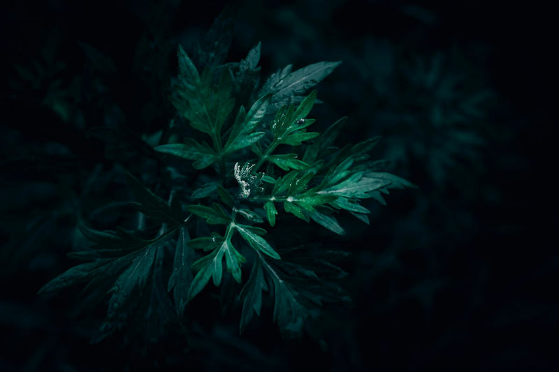Mugwort Tincture Benefits: The Bitter Herb Behind Better Digestion