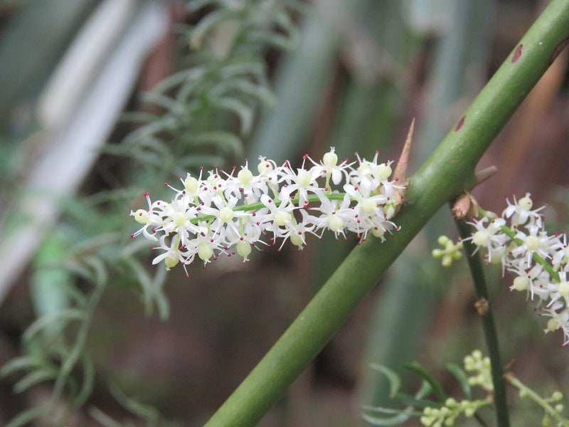 Shatavari Tincture Benefits: The Ayurvedic Root for Women's Wellness