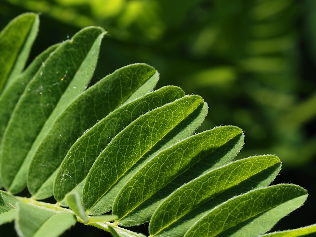 Astragalus tincture for immunity alongside fresh astragalus root