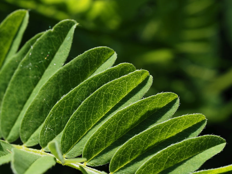Astragalus tincture for immunity alongside fresh astragalus root