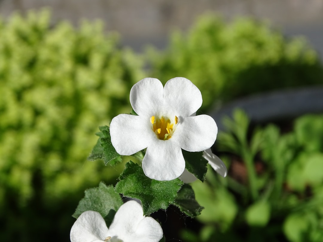 Brahmi tincture for memory next to fresh Bacopa monnieri leaves