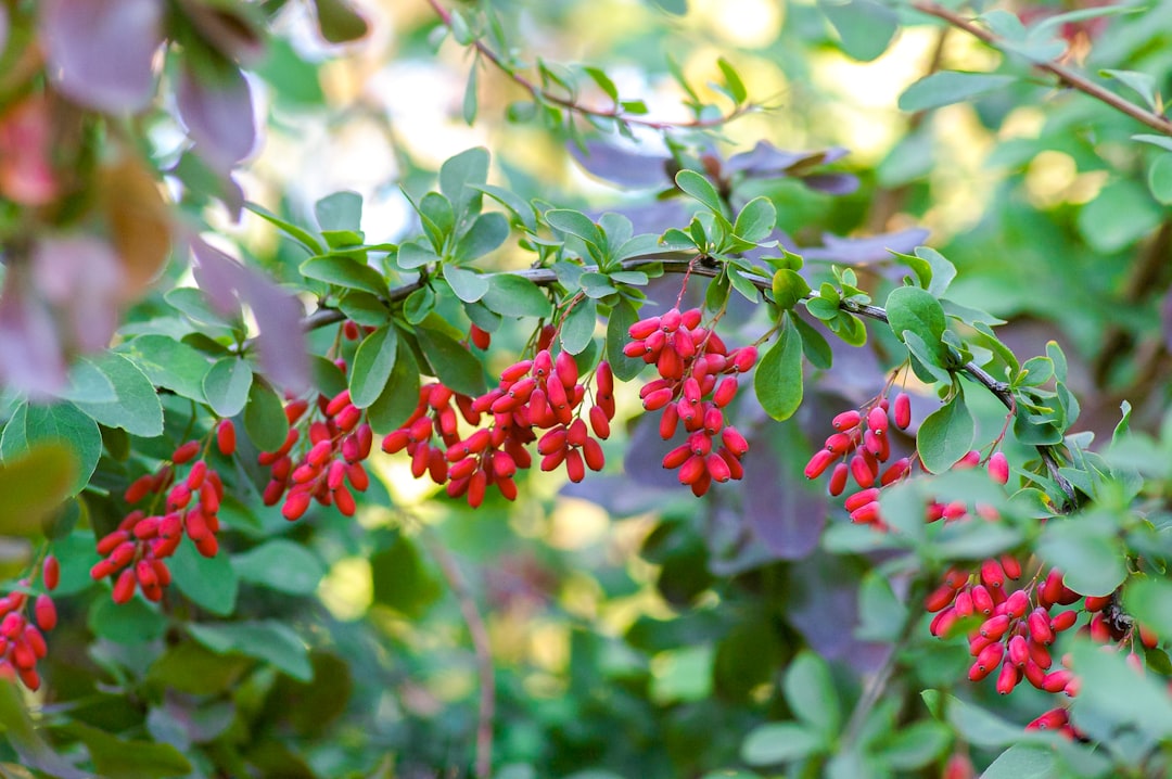 Barberry Tincture Benefits: The Berberine Herb Worth Knowing