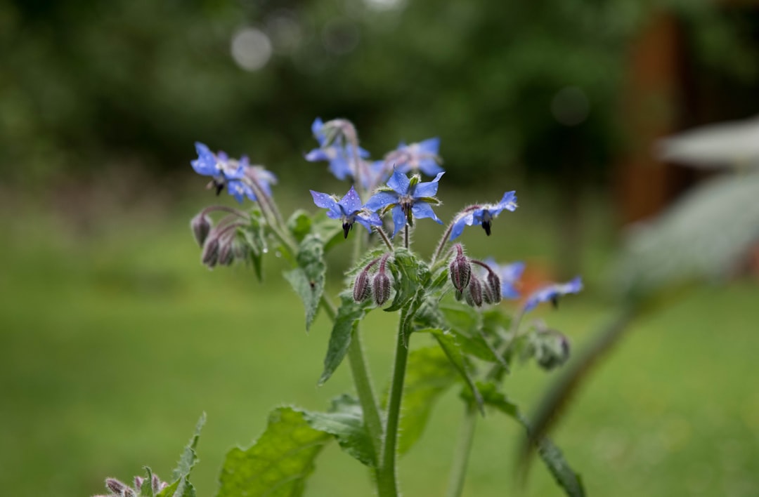 Borage Tincture Benefits: The Herb of Courage and Calm