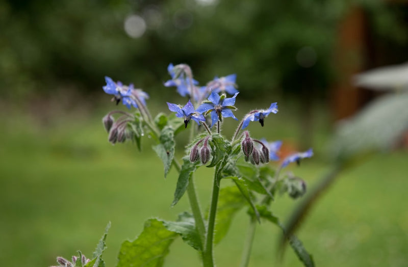 Borage Tincture Benefits: The Herb of Courage and Calm