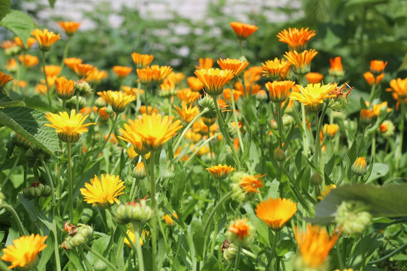 Calendula Tincture for Skin: Benefits, Uses, and Why It Works
