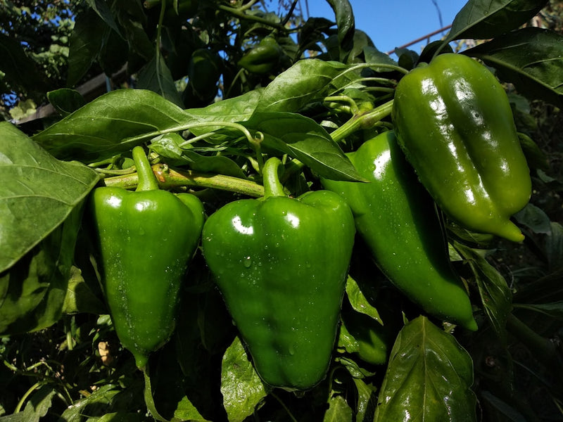 Fresh cayenne peppers, the source of cayenne tincture benefits
