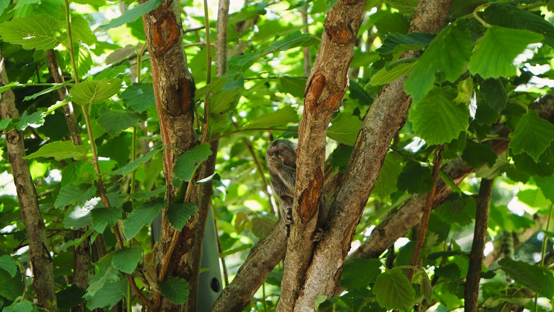 Cat's Claw Tincture Benefits: What This Amazonian Vine Can Do
