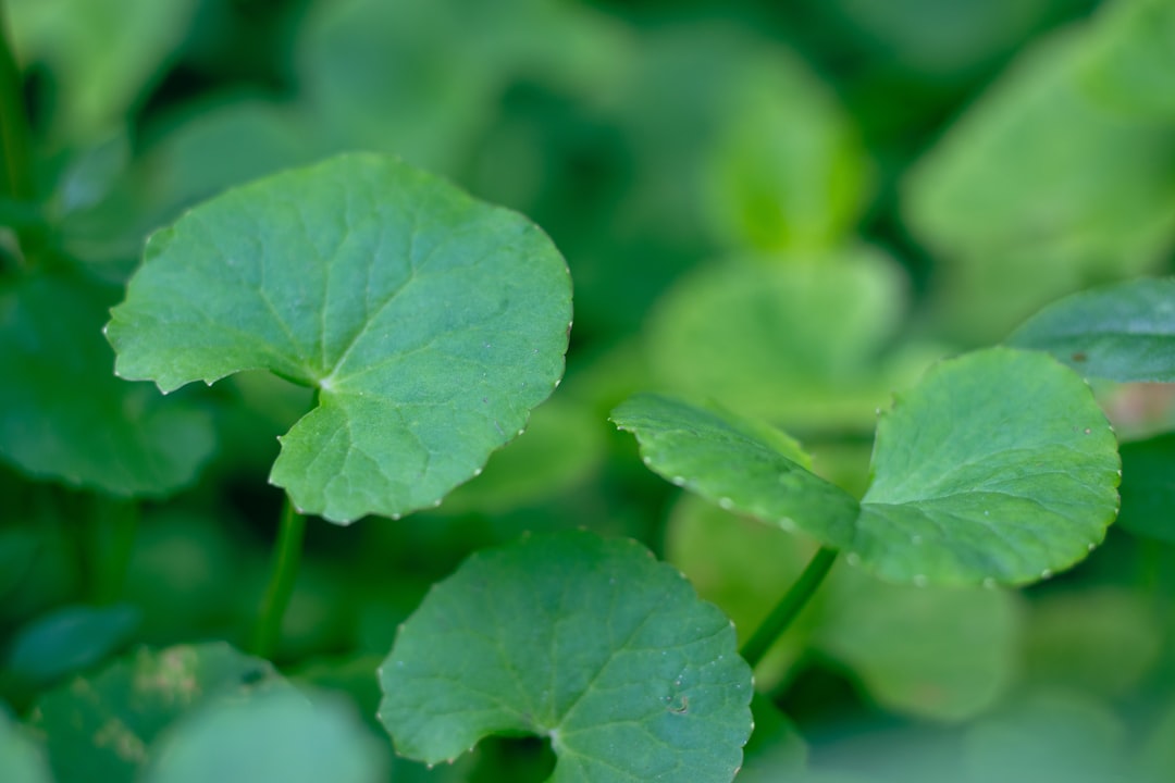 Gotu kola tincture benefits shown through fresh green Centella asiatica leaves