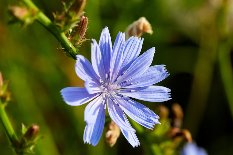 Chicory Root Tincture Benefits: A Gentle Bitter for Gut and Liver