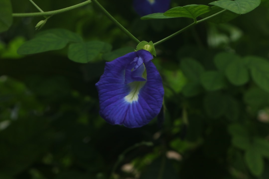 Butterfly pea flower tincture comes from the vivid blue Clitoria ternatea bloom