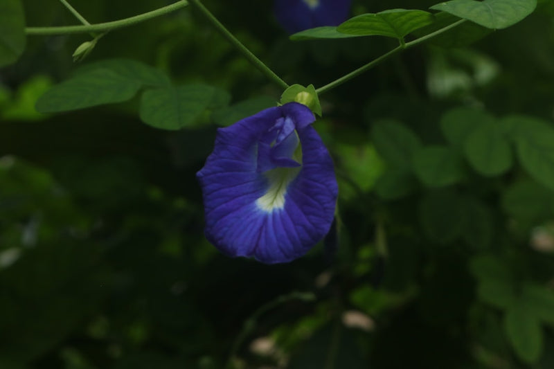 Butterfly pea flower tincture comes from the vivid blue Clitoria ternatea bloom
