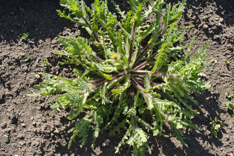 Blessed Thistle Tincture Benefits: The Bitter Herb for Digestion and New Moms