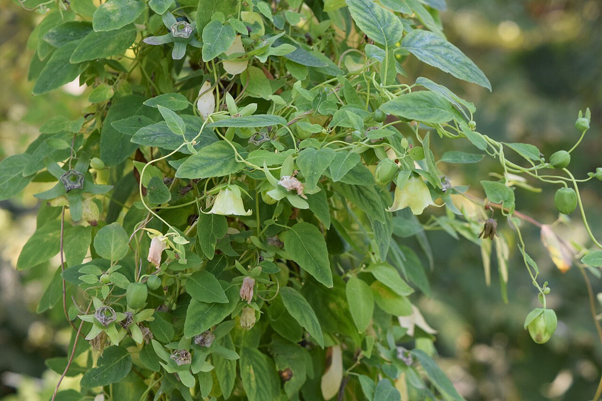 Codonopsis Tincture Benefits: The Gentle Energy Root of Chinese Herbalism