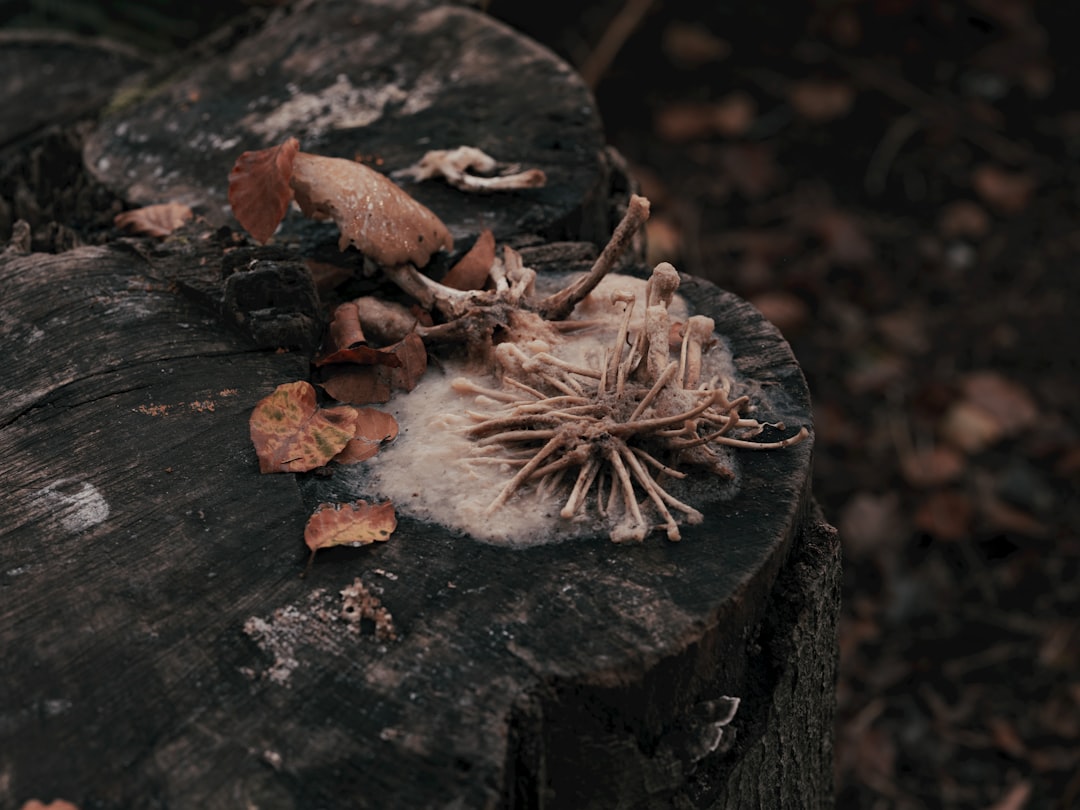 Cordyceps tincture for energy, dried cordyceps mushroom on a wooden surface