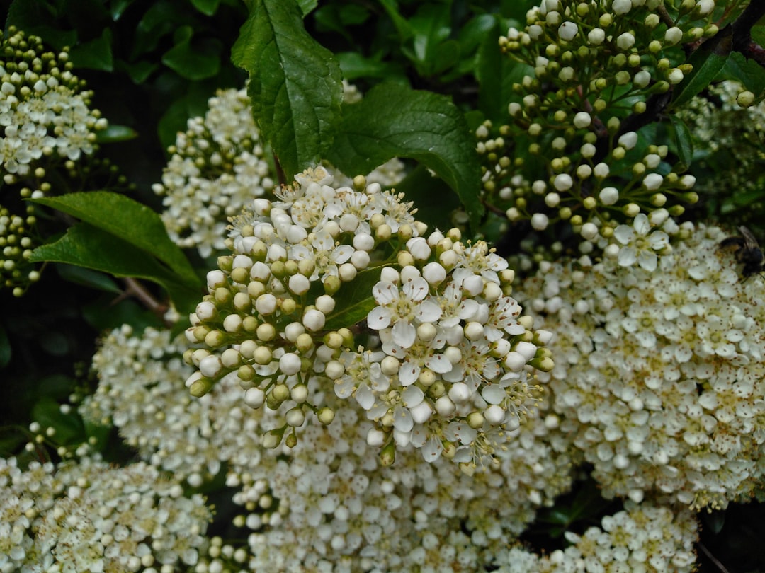 Hawthorn berry tincture for heart health, shown as the flowering hawthorn plant