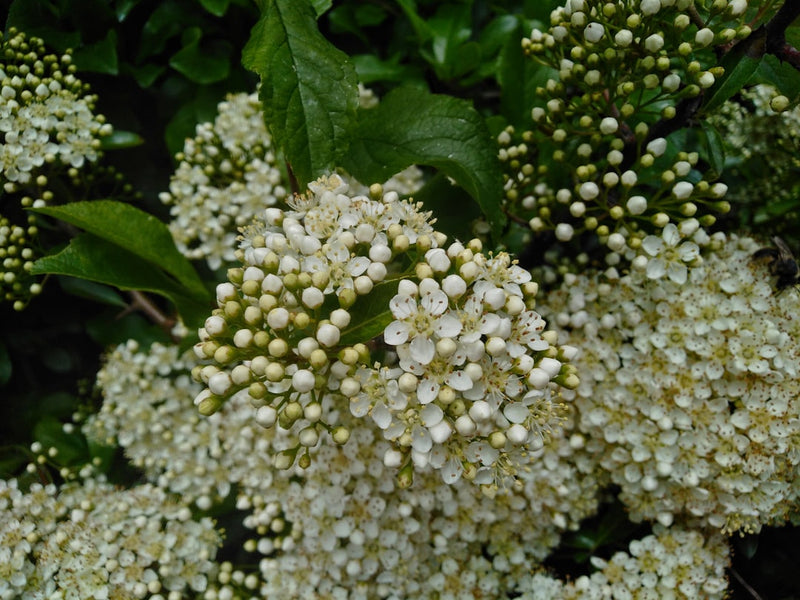 Hawthorn berry tincture for heart health, shown as the flowering hawthorn plant