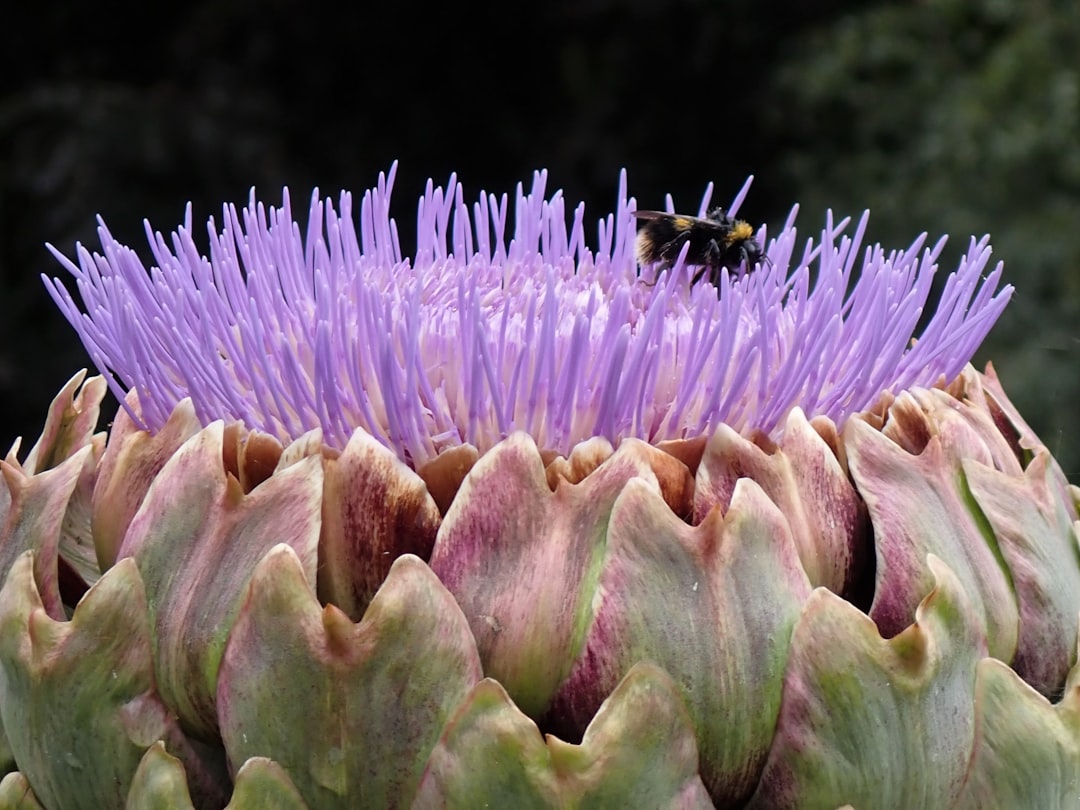 Globe Artichoke Tincture: The Bitter Herb for Digestion and Liver Support