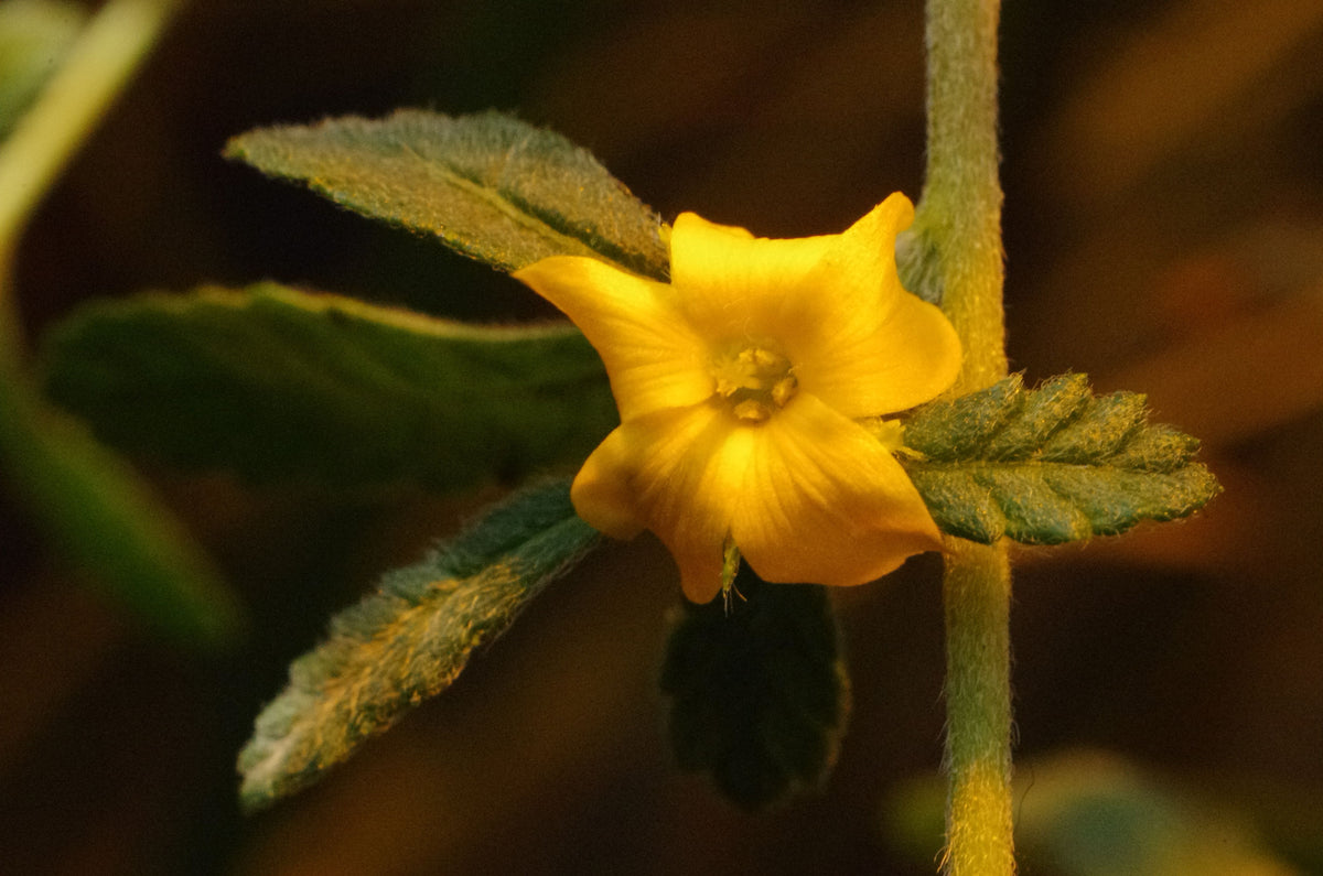 Damiana Tincture Benefits: The Feel-Good Herb Explained