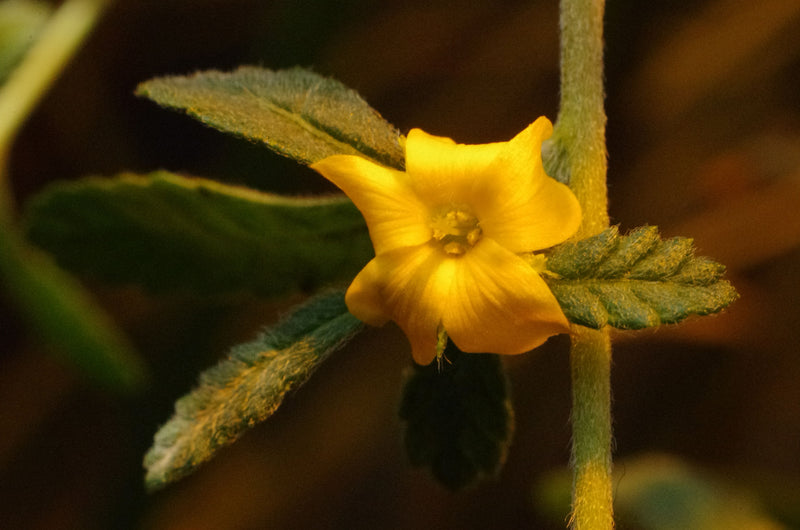 Damiana Tincture Benefits: The Feel-Good Herb Explained
