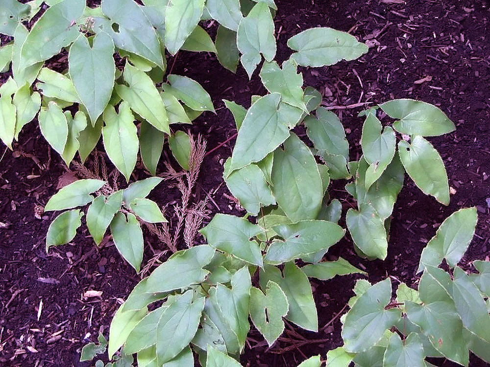 Horny Goat Weed Tincture: Benefits of the Classic Vitality Herb