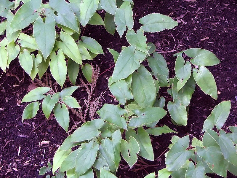 Horny Goat Weed Tincture: Benefits of the Classic Vitality Herb
