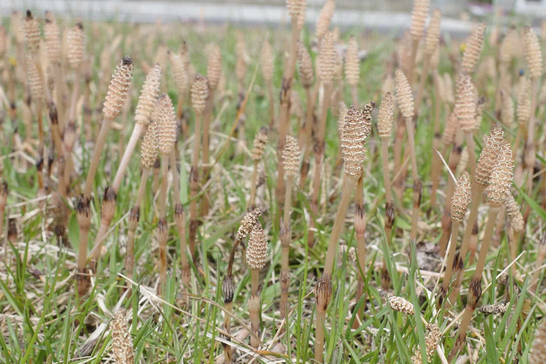 Horsetail Tincture for Hair, Skin and Nails: A Complete Guide
