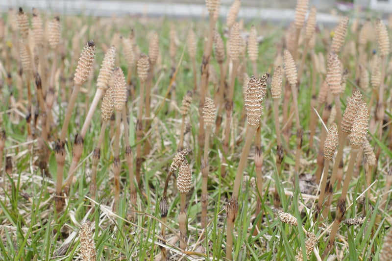 Horsetail Tincture for Hair, Skin and Nails: A Complete Guide