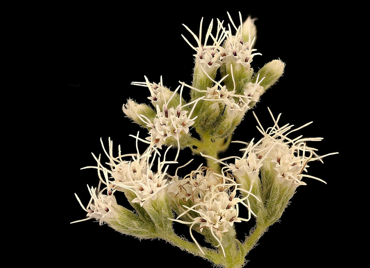 Boneset Tincture for Flu Season: A Classic North American Herb
