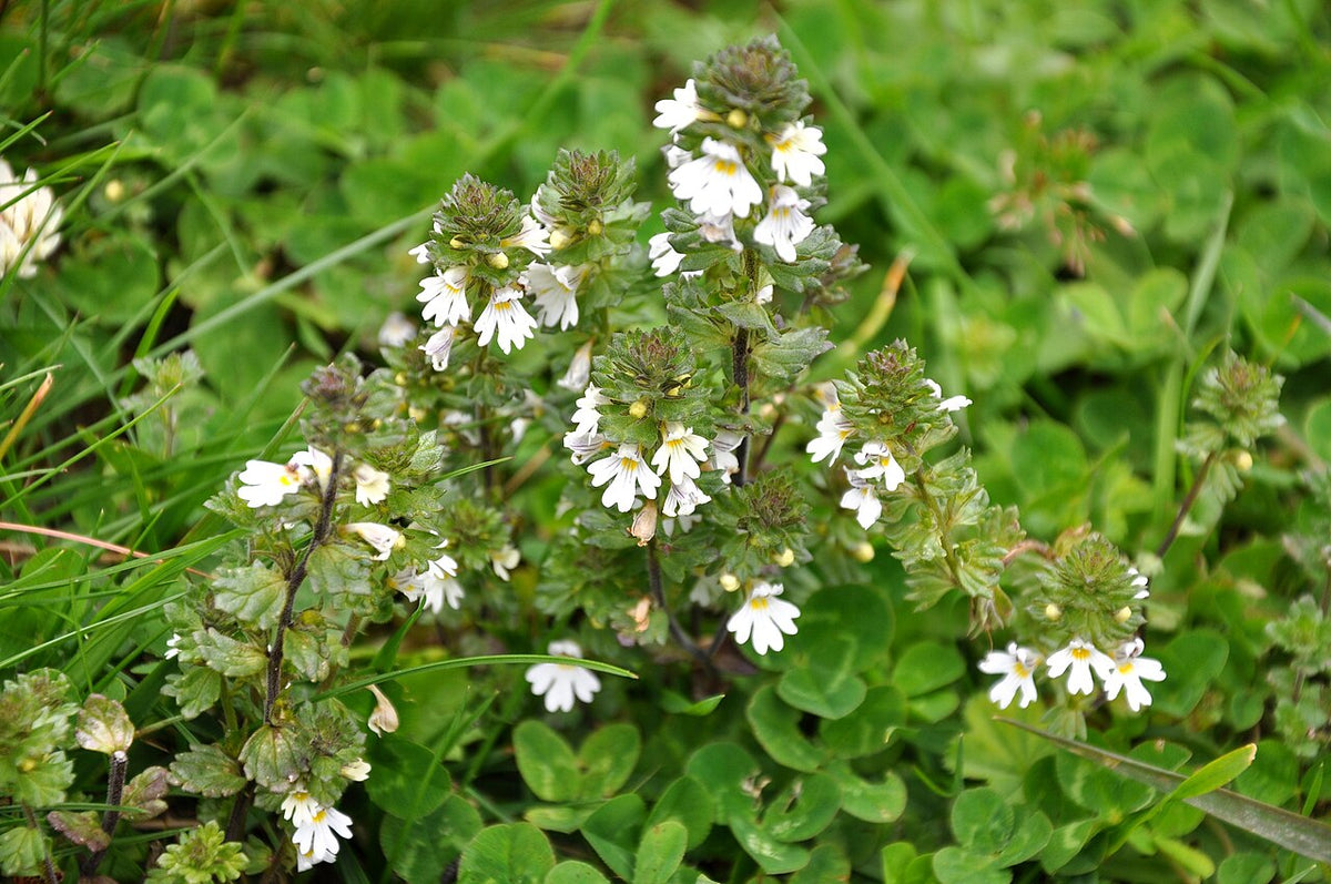 Eyebright Tincture for Eye Strain: A Gentle Herbal Ally for Screen-Heavy Days