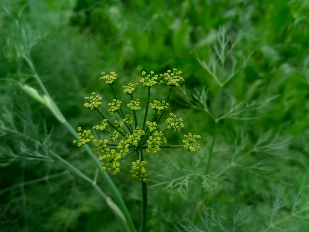 Fennel seed tincture for digestion, Foeniculum vulgare plant in flower