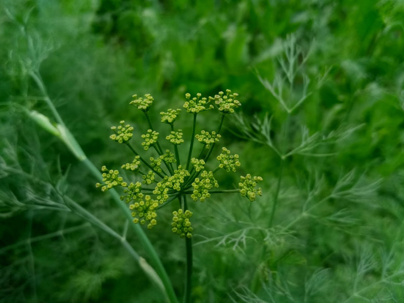 Fennel seed tincture for digestion, Foeniculum vulgare plant in flower