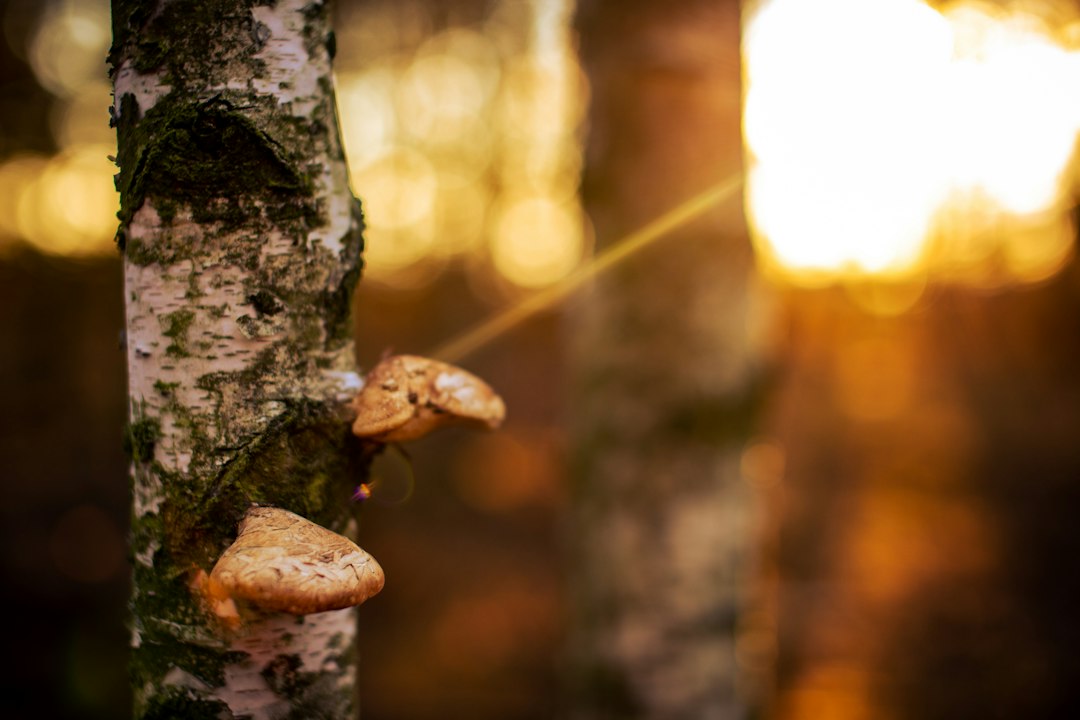 Birch Polypore Tincture Benefits: The Forest Mushroom Worth Knowing
