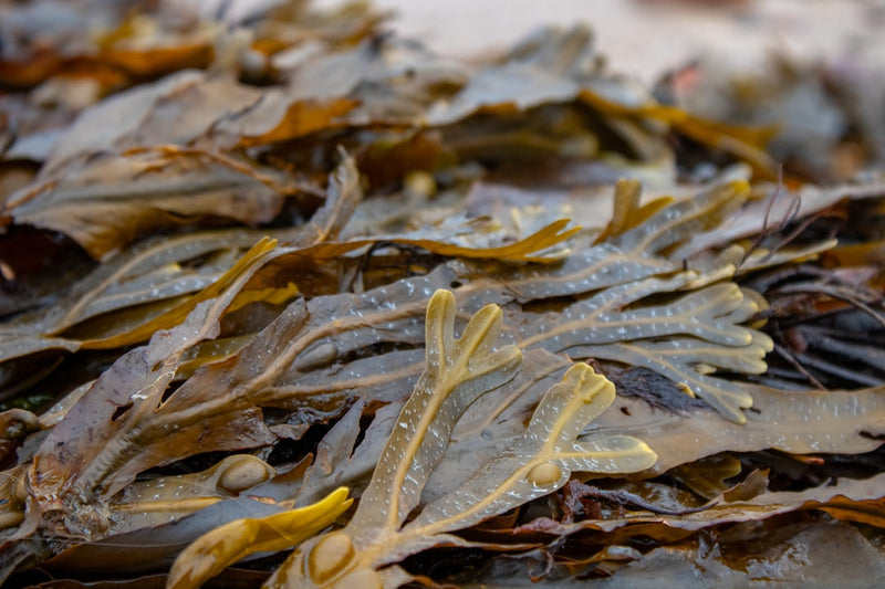 Bladderwrack Tincture for Thyroid Support: What You Should Know