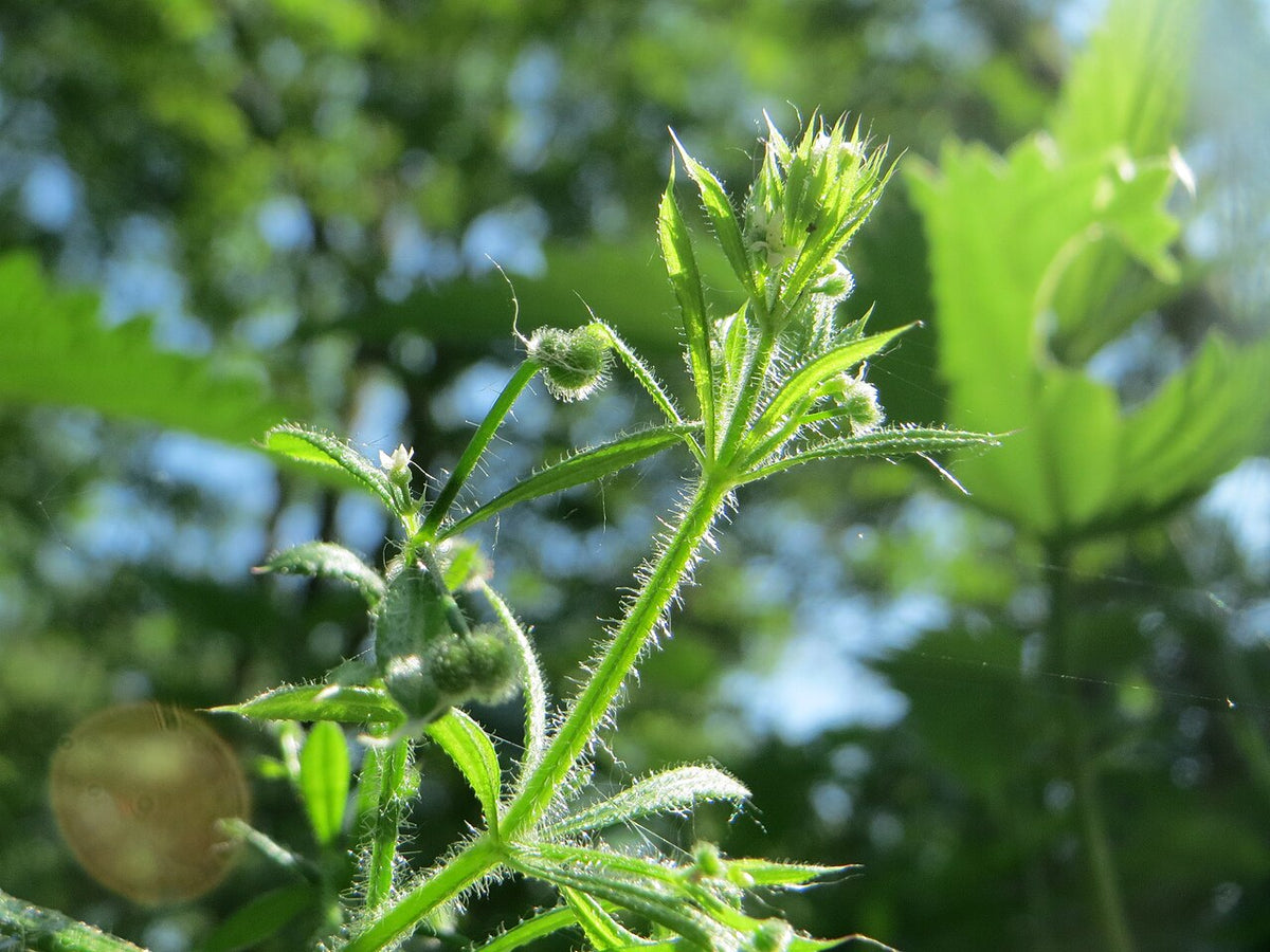 Cleavers Tincture for Lymphatic Support: The Spring Herb with Staying Power