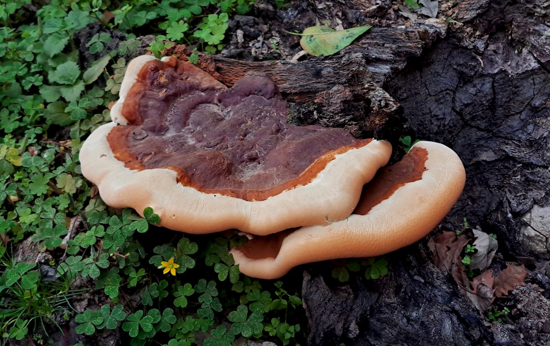 Reishi tincture benefits guide: wild Ganoderma mushroom growing on hemlock wood