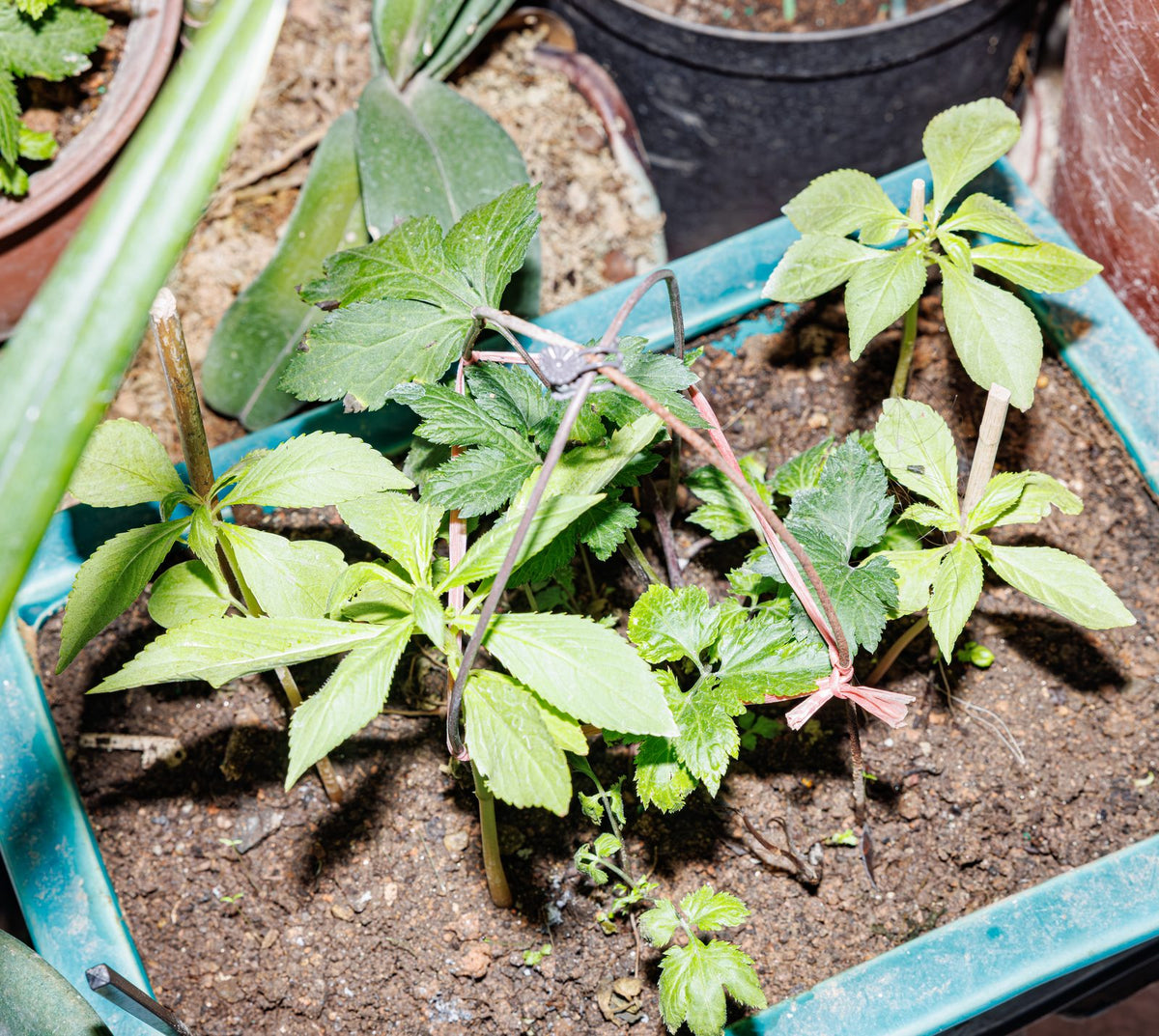 Gynostemma Tincture Benefits: The Adaptogen Behind Jiaogulan