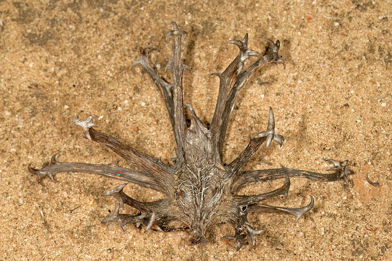 Devil's Claw Tincture for Joints: Benefits, Uses, and What to Know