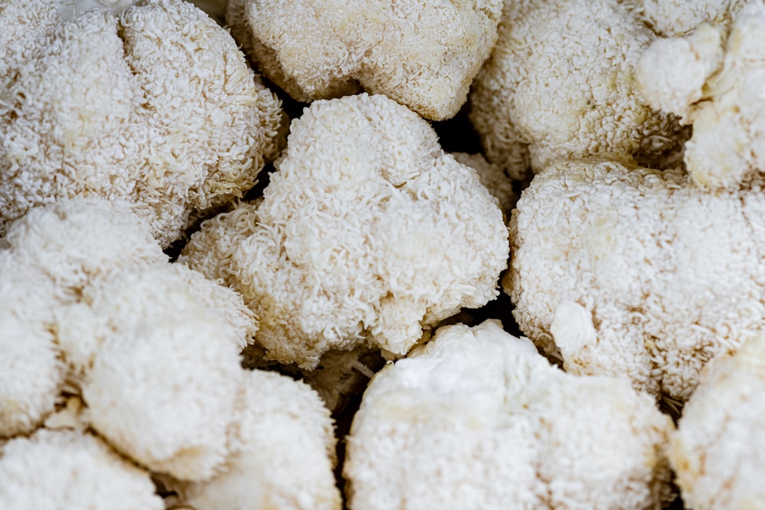 Lion's mane tincture for focus, made from Hericium erinaceus mushroom