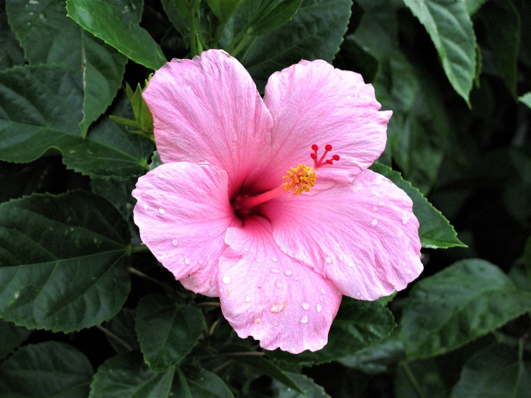 Hibiscus tincture benefits, vivid pink hibiscus flower in bloom