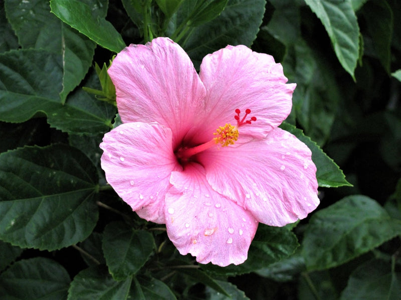 Hibiscus tincture benefits, vivid pink hibiscus flower in bloom