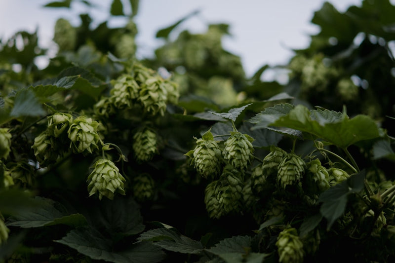 Hops tincture for sleep, fresh Humulus lupulus cones on the vine