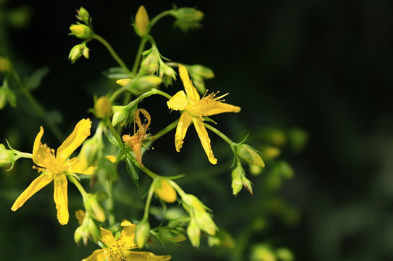 St John's Wort Tincture: Benefits, Uses and Safety Guide