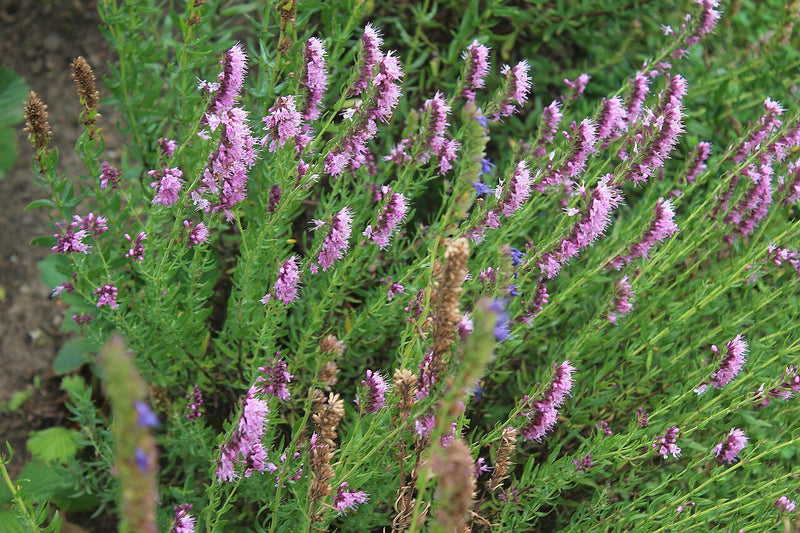 Hyssop Tincture Benefits: A Garden Herb for Cold-Weather Comfort