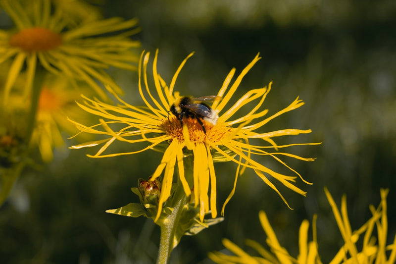 Elecampane Tincture for Cough: Your Guide to This Autumn Herb